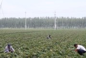 金融活水浇灌“土特产” 富民产业结出“金疙瘩”