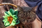 俄罗斯庆祝国际猫咪日 今天你撸猫了吗？