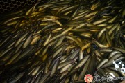 广西日报贵港头条 陆地溪流皆可养