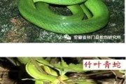 三亚毒蛇咬伤悲剧敲响警钟！这些保命常识后天就得记牢