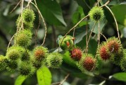 红毛丹要怎么种植？红毛丹种植方法