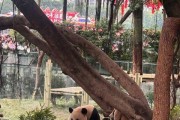 什么时候去重庆旅游最好 重庆七日游打卡景点+线路+费用-纯干